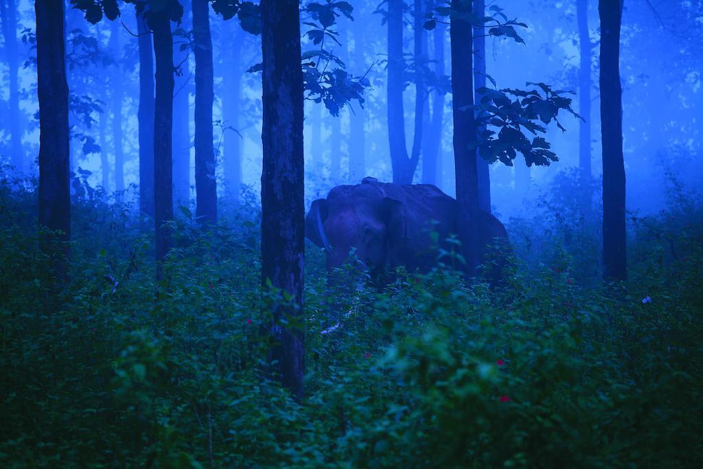 סולטאן באטרי The Woods Resorts Wayanad מראה חיצוני תמונה